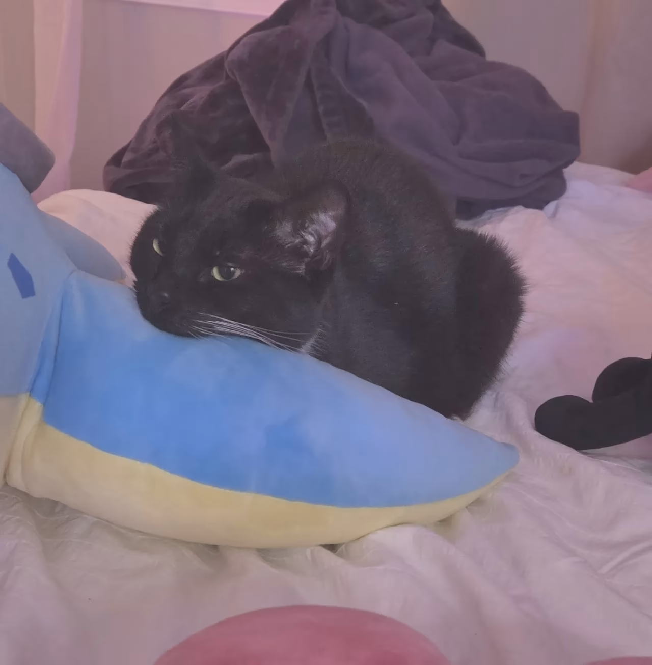 Celebi Cosplays as Lucy — cosplay photo 31 of 34